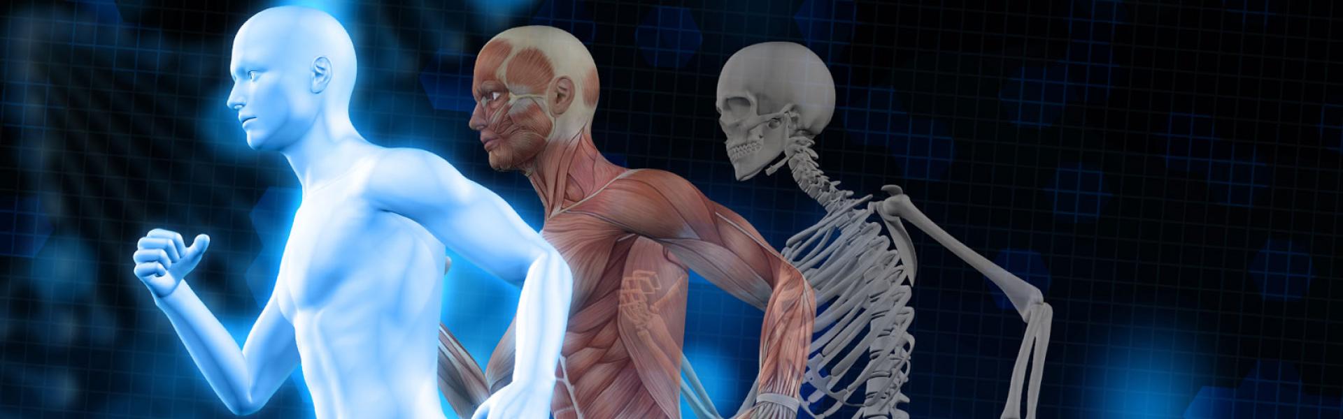 Illustrazione di un uomo, dei suoi muscoli e del suo scheletro