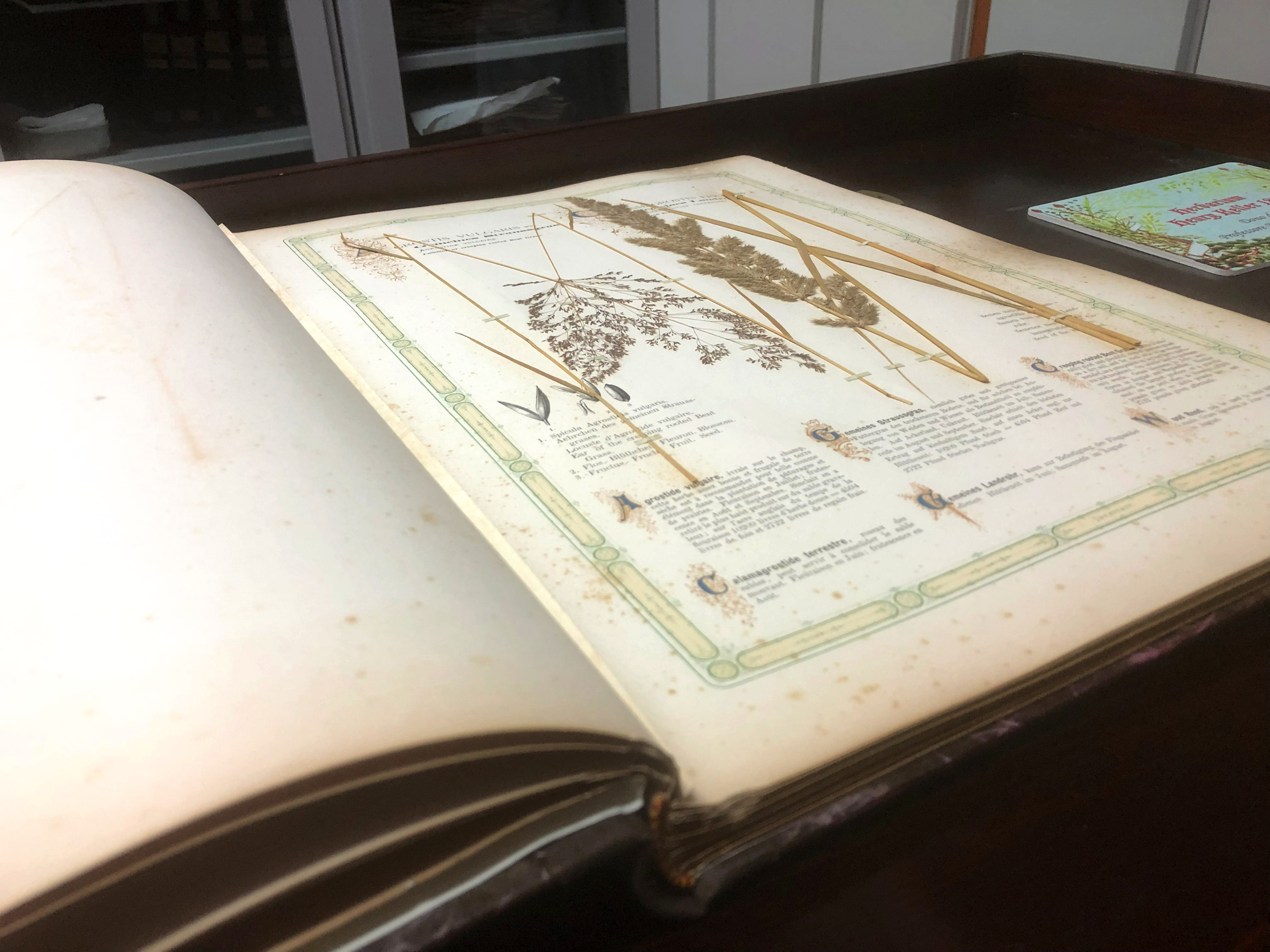 Museo Herbarium
