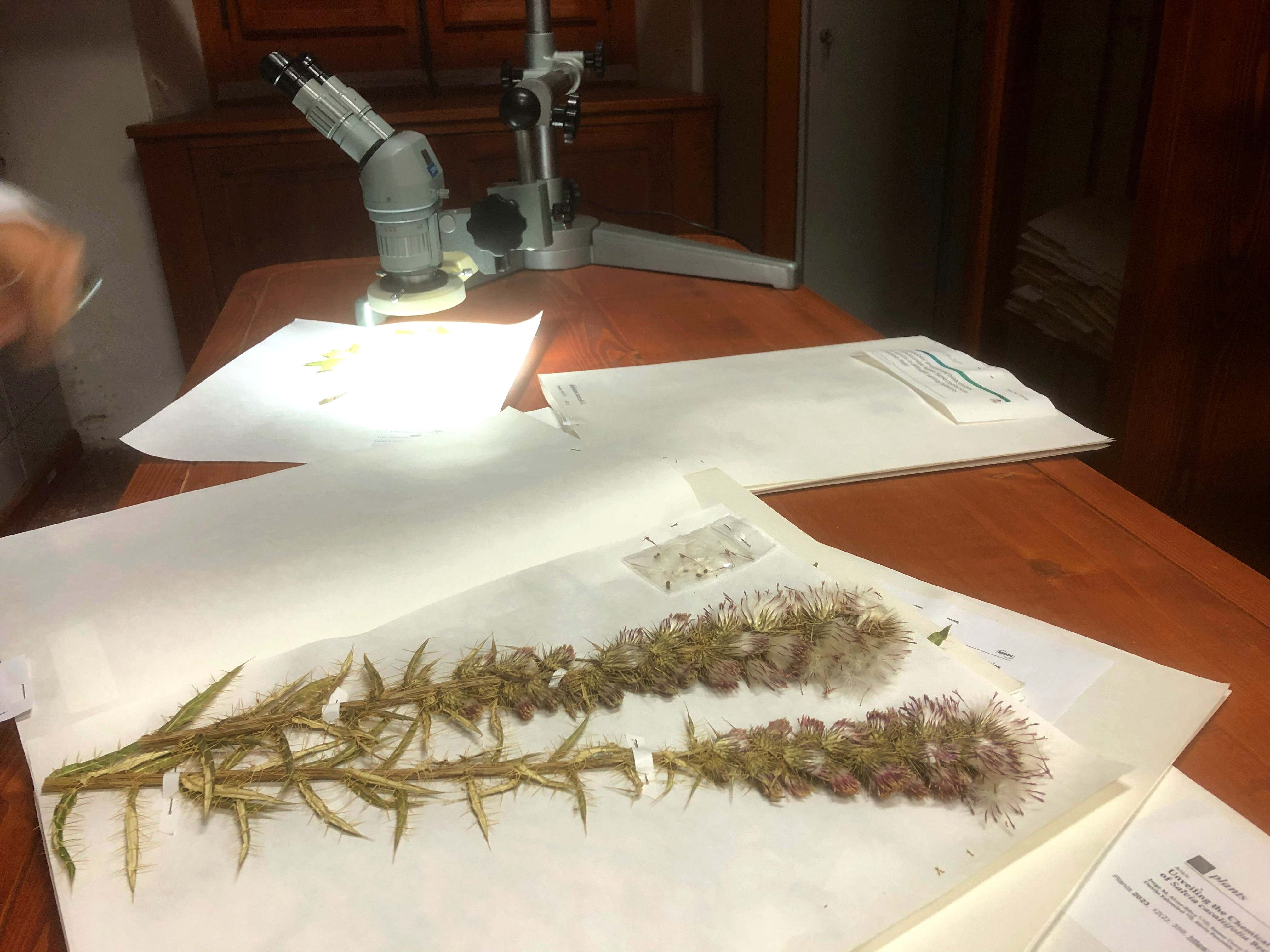 Museo Herbarium