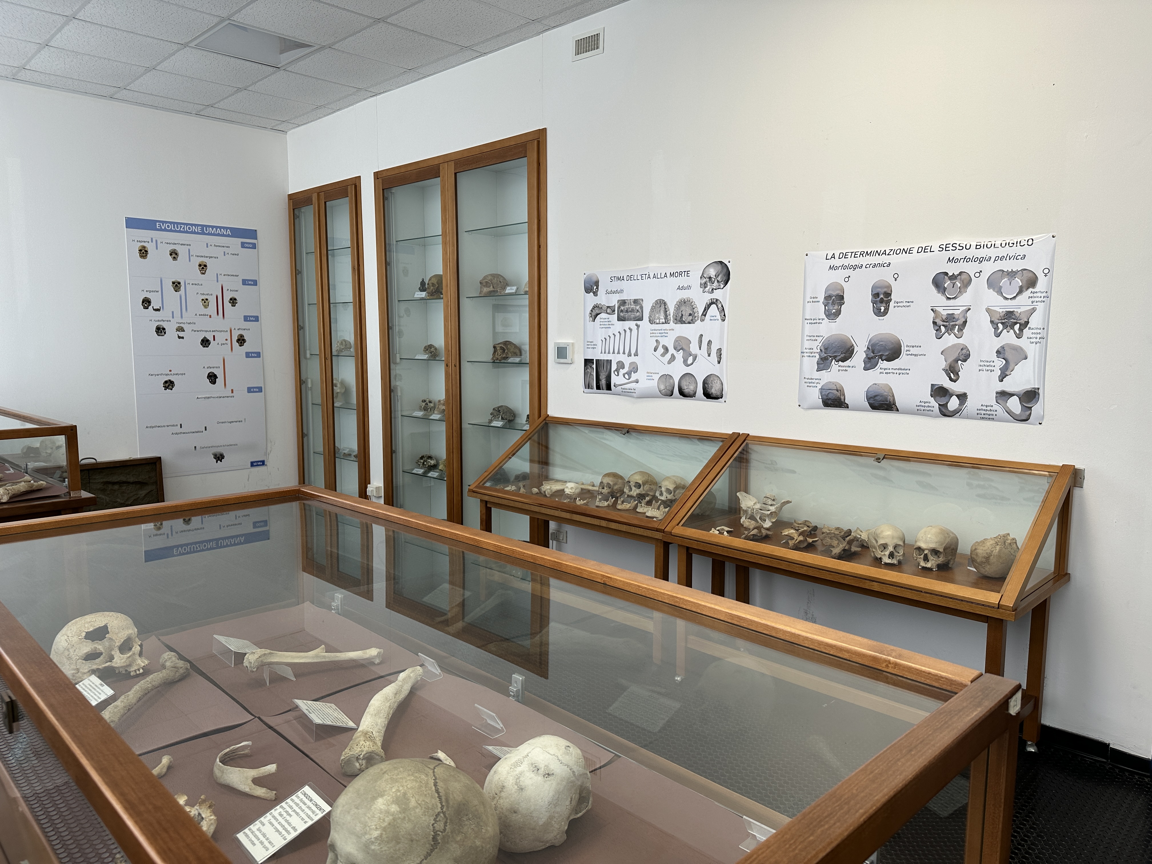 Museo di antropologia ed etnografia