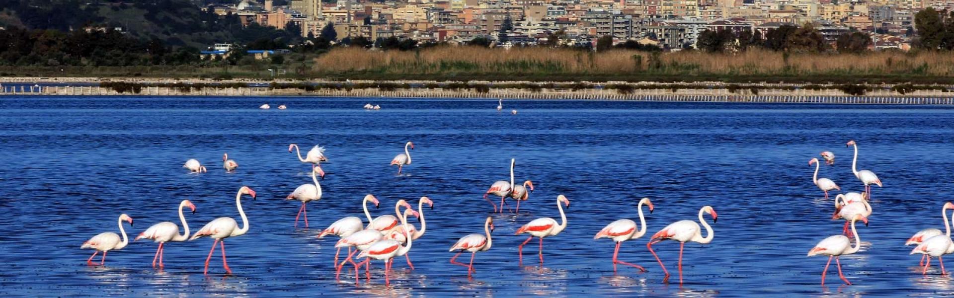 Fenicotteri nello stagno di Molentargius
